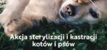 Darmowa sterylizacja i czipowanie psów i kotów