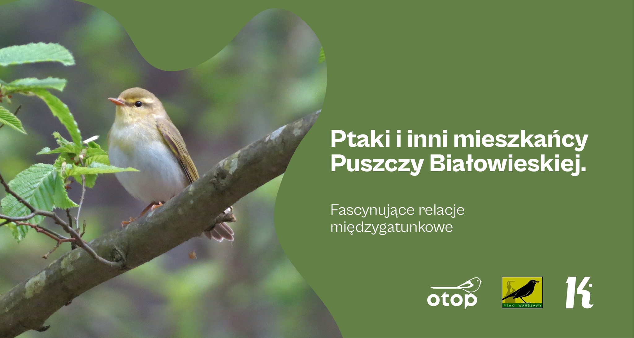 Ptaki i inni mieszkańcy Puszczy Białowieskiej. Fascynujące relacje międzygatunkowe